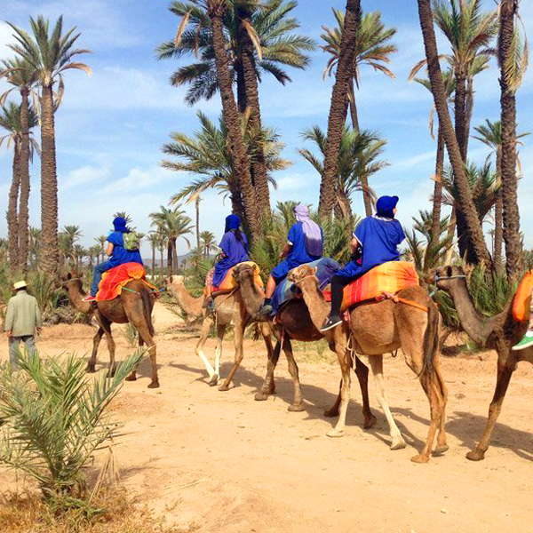 Sunset camel ride in the palm grove of marrakech